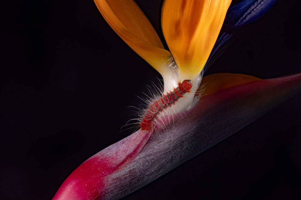 Фотография автора Ricardo Q T Rodrigues