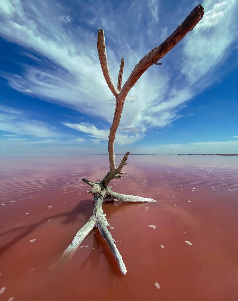 Розовое озеро Сасык-Сиваш, Крым