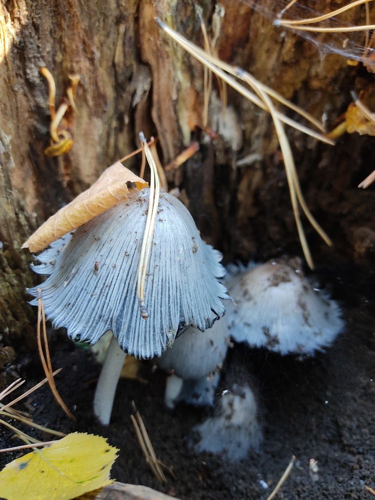 Photograph by МАрина Соловьева