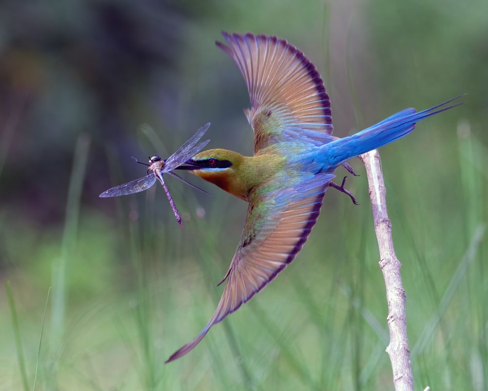 Photograph by Protap Shekhor Mohanto