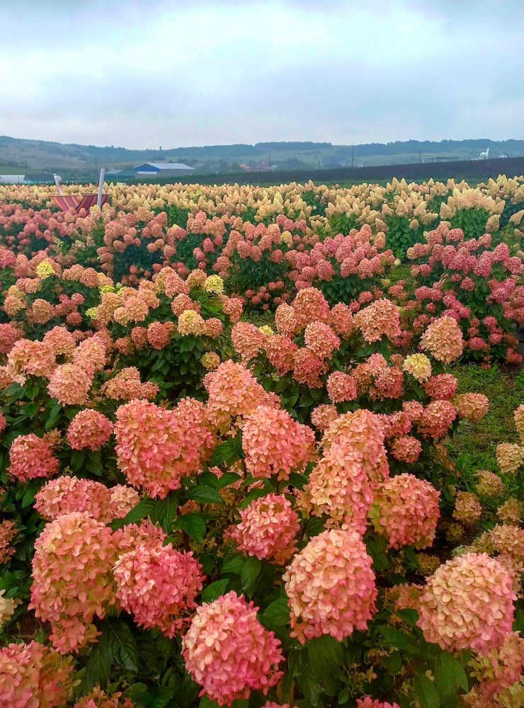 Photograph by Елена Шерман