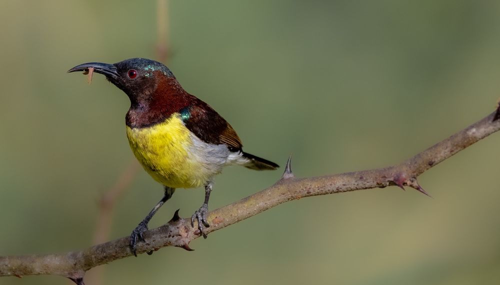 Photograph by Harsha Devalla