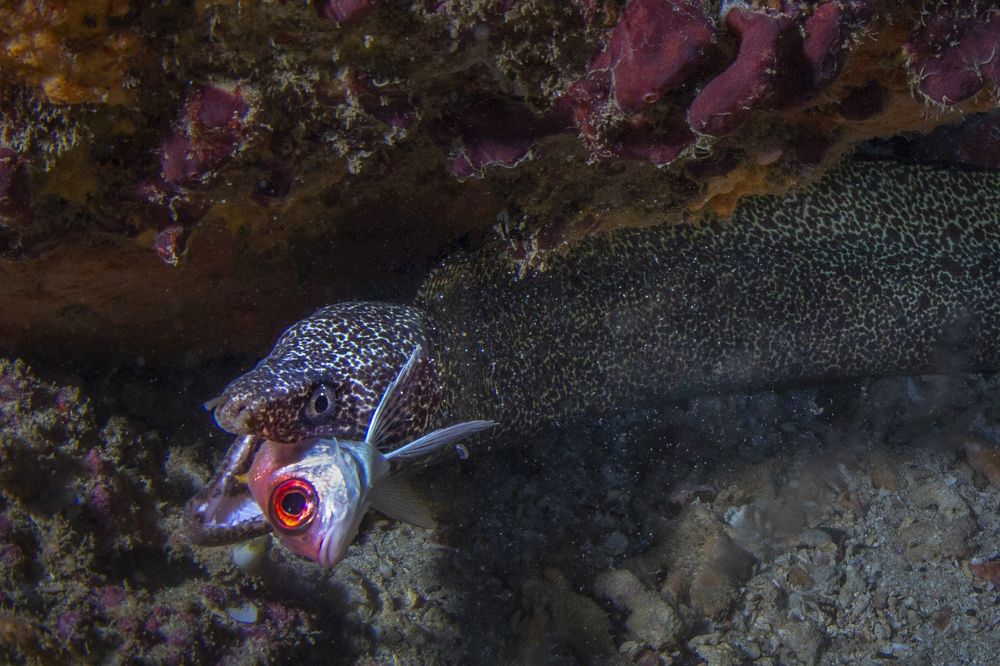 Фотография автора Paula Vianna