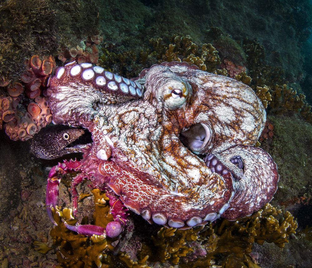 Фотография автора Paula Vianna