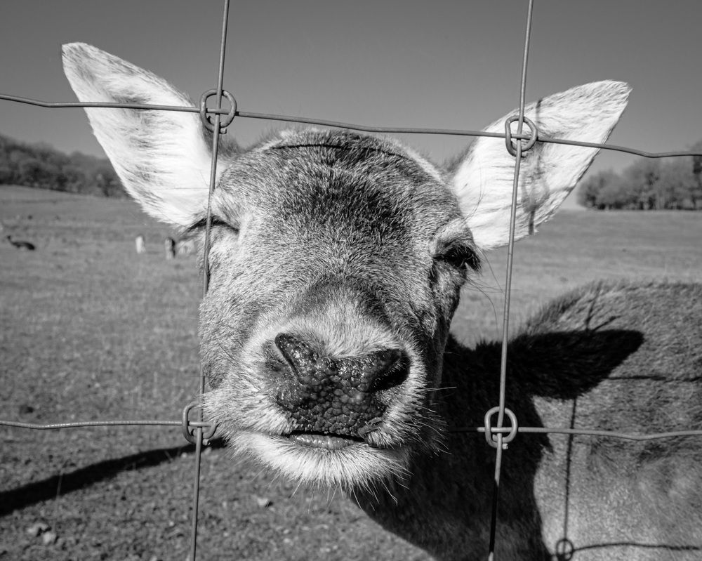 Фотография автора Anna Borisneva Labelle