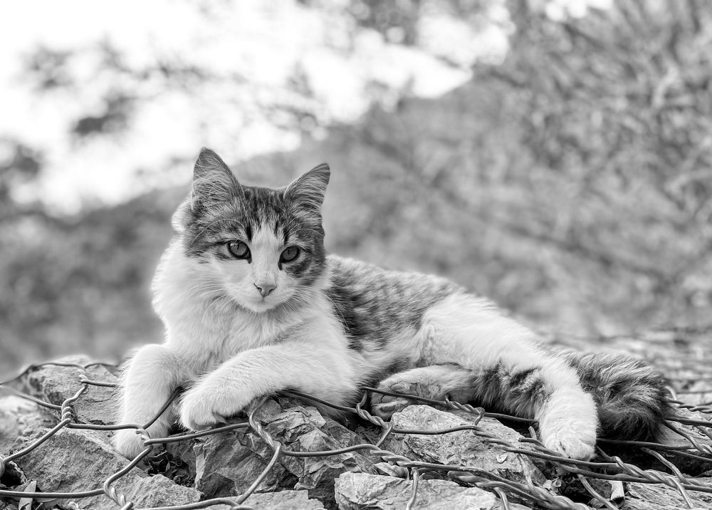 Photograph by Amir hossein