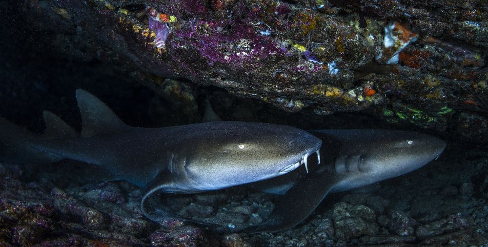 Фотография автора Paula Vianna