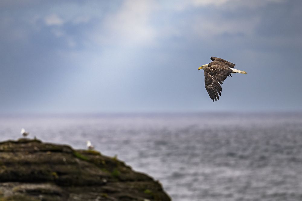 Eagle over Cape Flattery