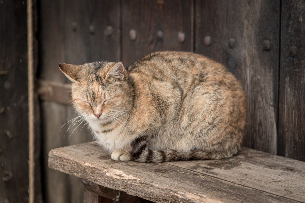 Фотография автора El Karailieva