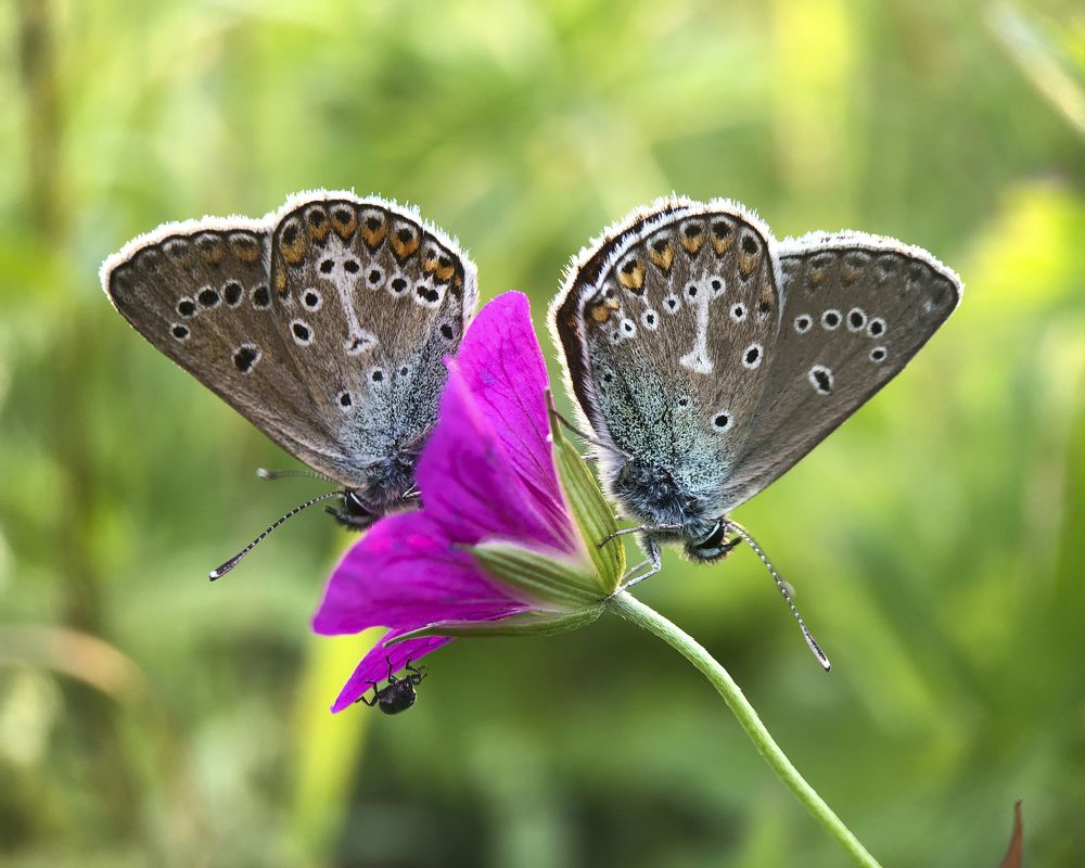 Трое на цветке