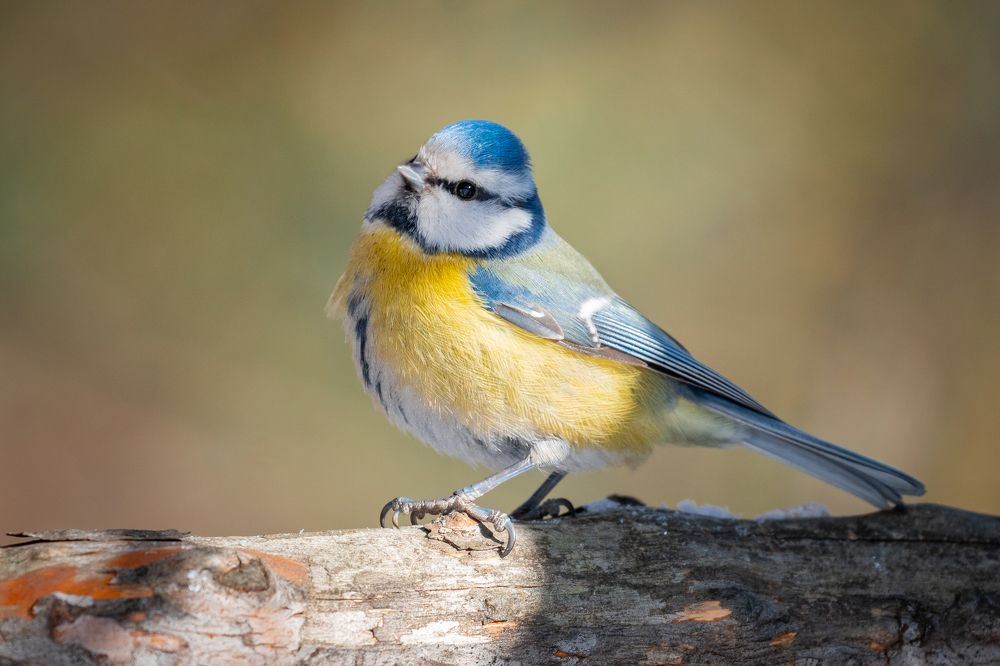 Photograph by Сергей Лебедев