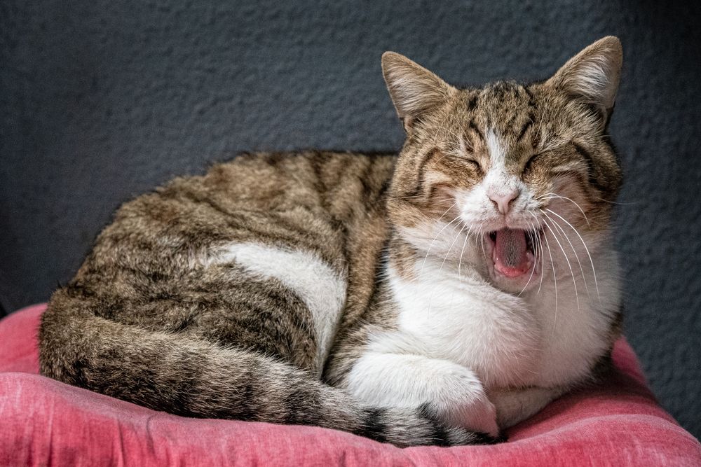 Фотография автора El Karailieva