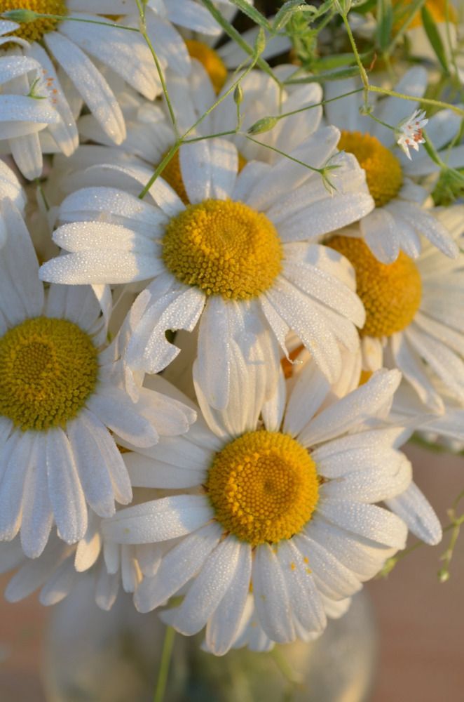 Photograph by Елена