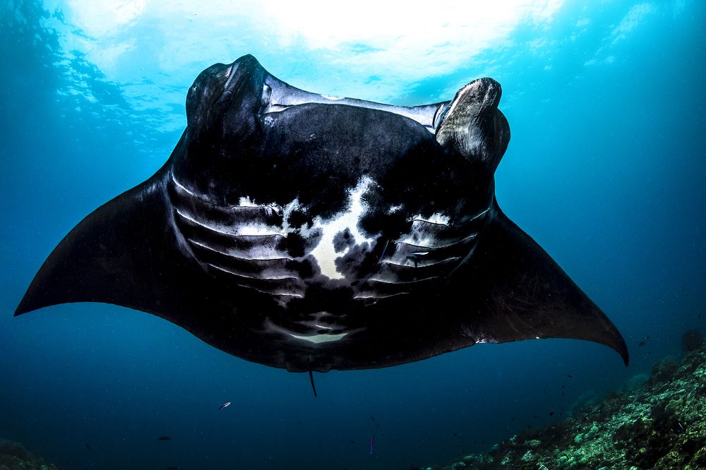 Фотография автора Paula Vianna