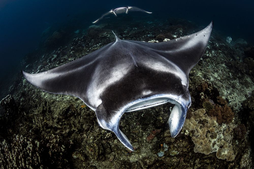 Фотография автора Paula Vianna