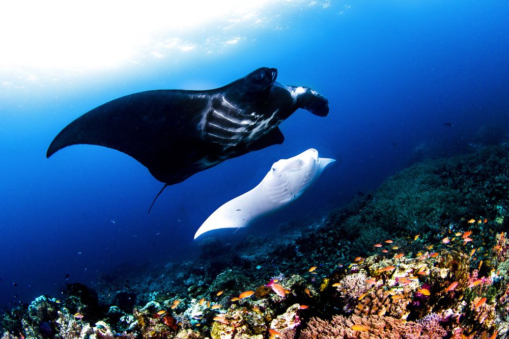 Фотография автора Paula Vianna