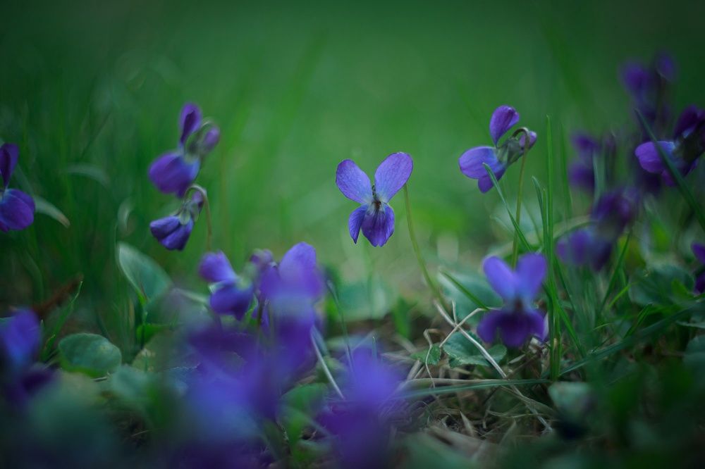 Фотография автора Юлия Трубанова