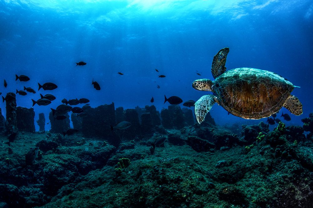 Фотография автора Paula Vianna