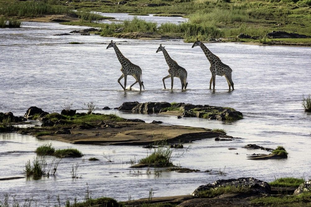 Kruger park, South Africa