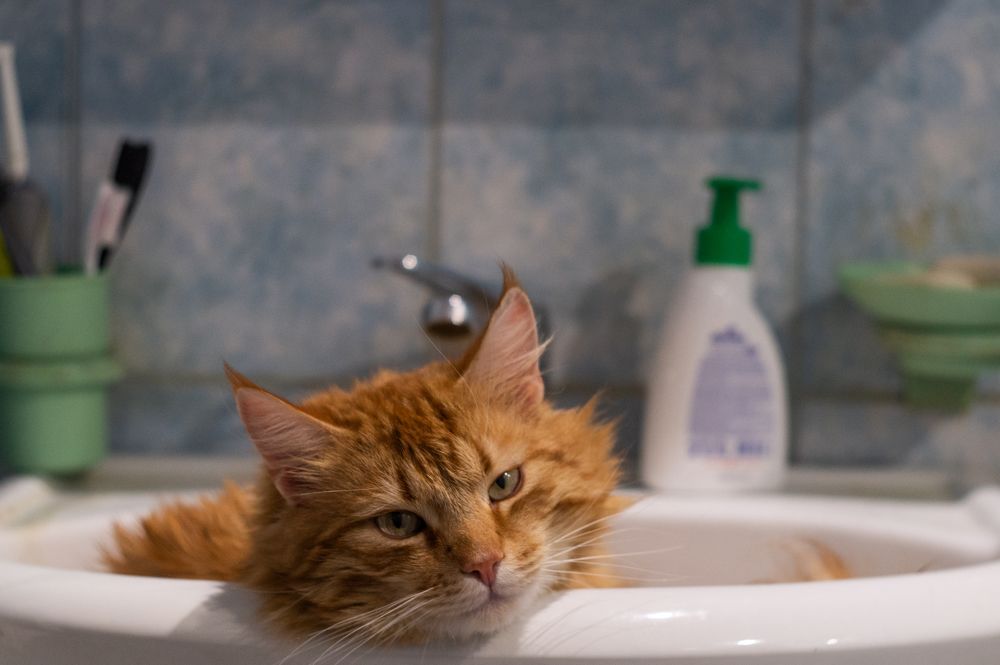 Photograph by Никита Колеганов