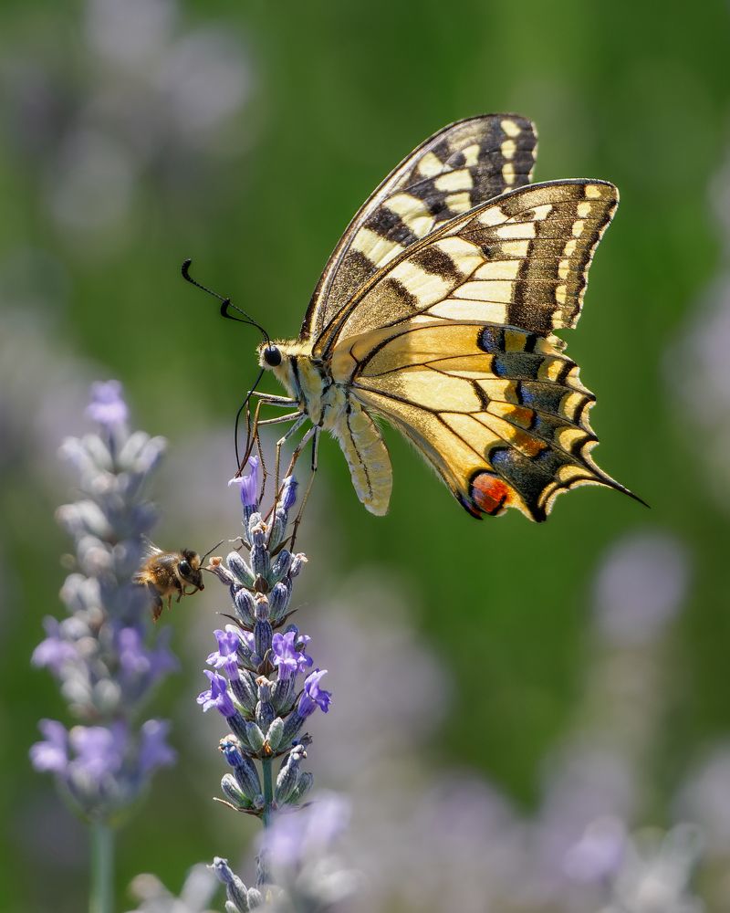 Photograph by Sergio Orellana