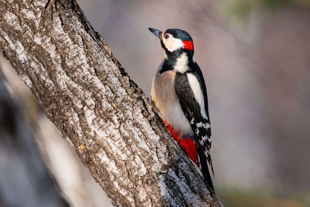 Photograph by Сергей Лебедев