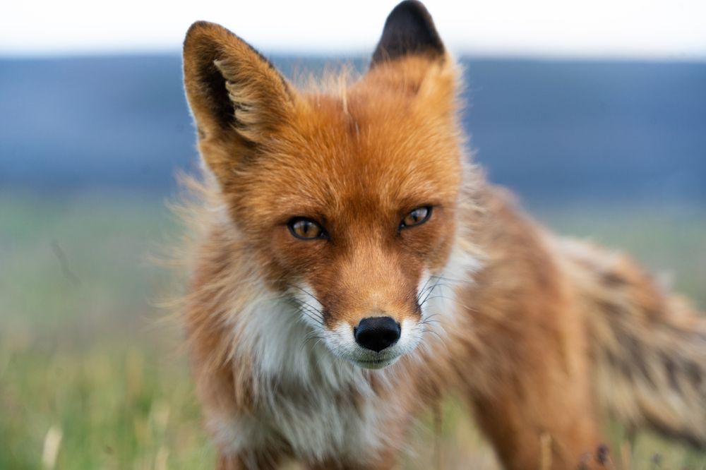 Photograph by Elvira Leontyeva