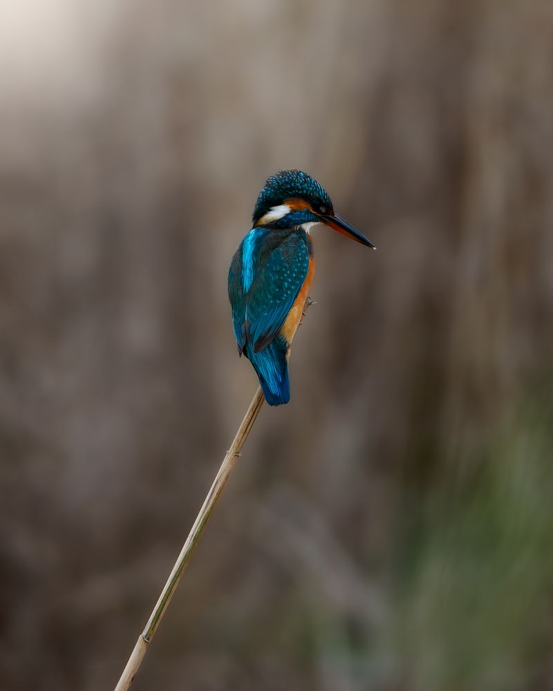 Photograph by Sergio Orellana