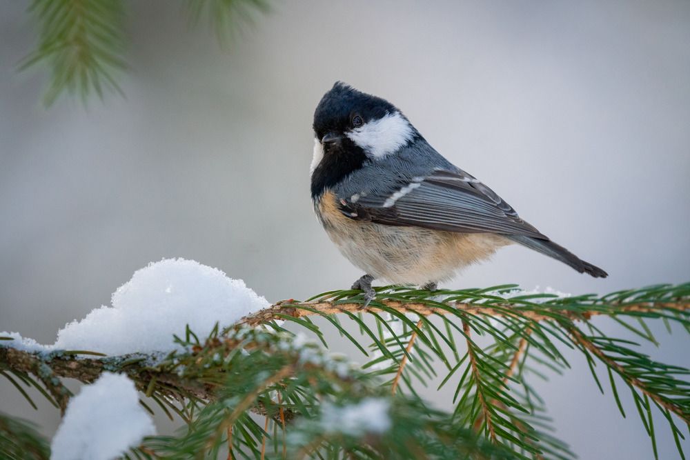 Photograph by Сергей Лебедев