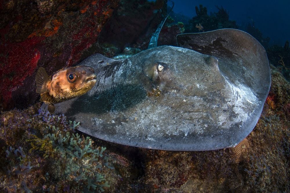 Фотография автора Paula Vianna