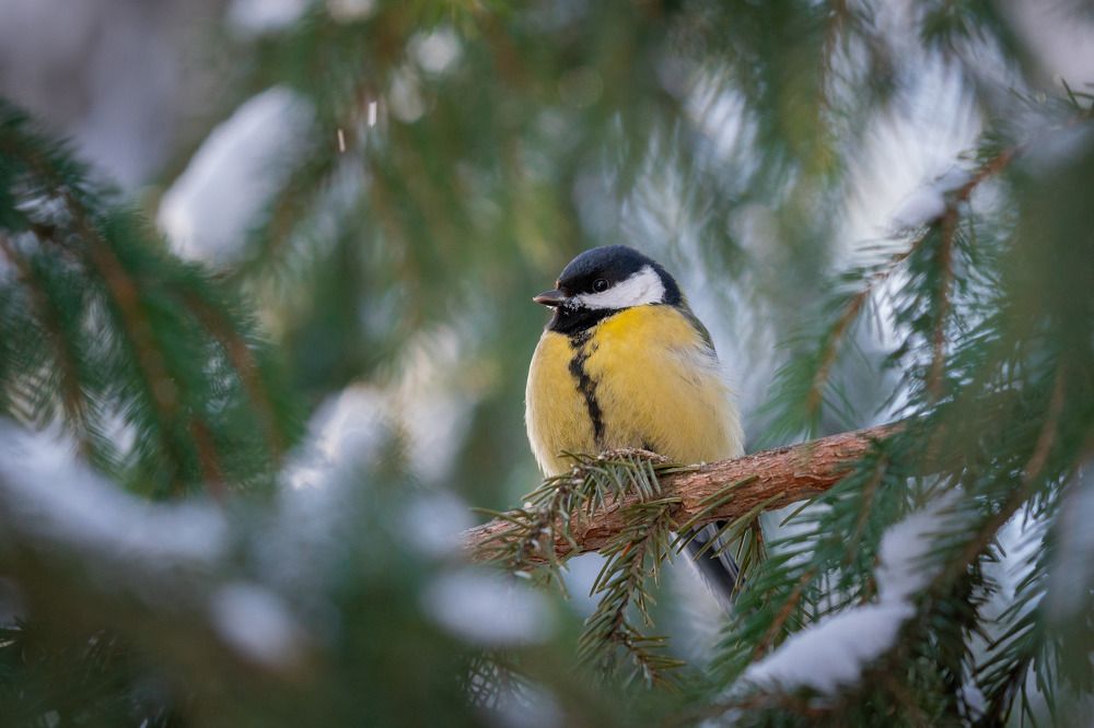 Photograph by Сергей Лебедев