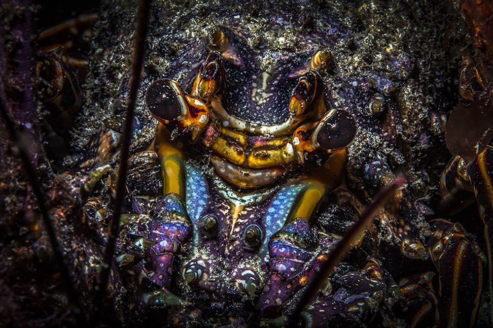 Фотография автора Paula Vianna