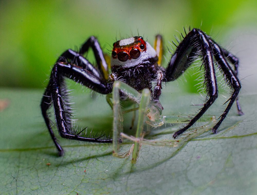 Фотография автора Laddu Sasindu Pramuditha De Silva