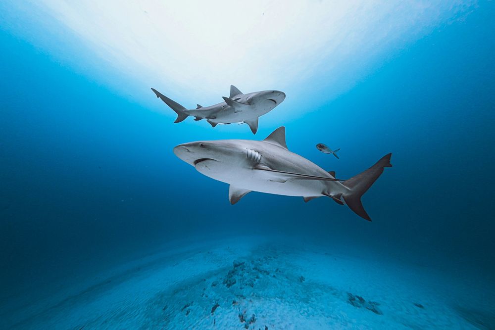 Photograph by mizael palomeque