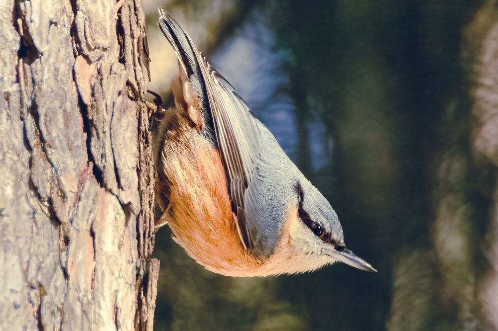 Photograph by Gregor Kobilica