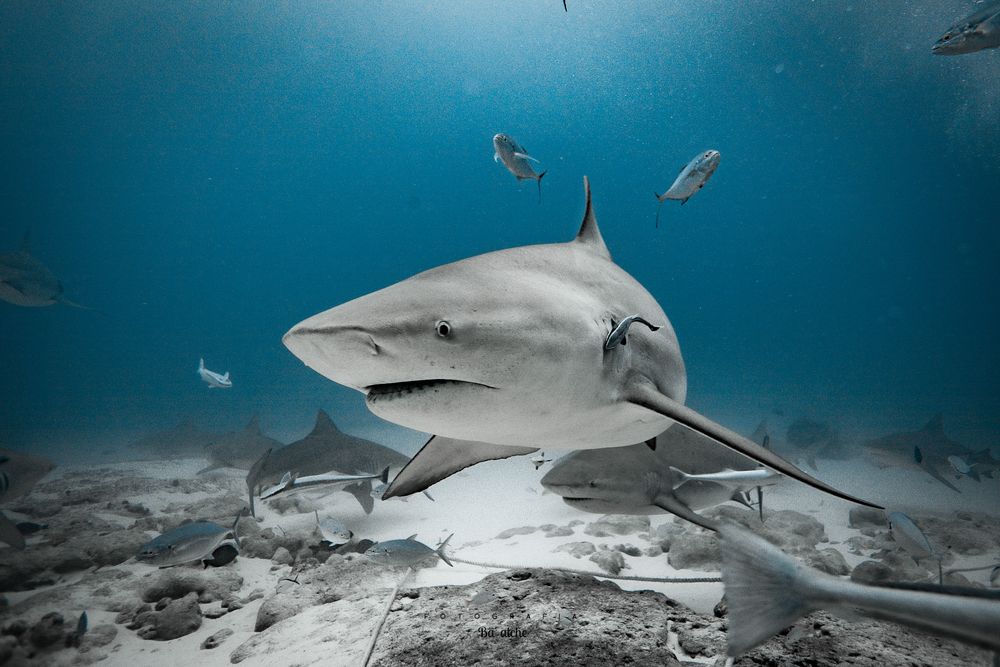 Photograph by mizael palomeque