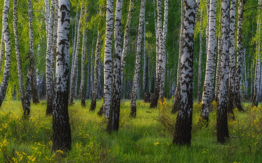 Photograph by Сергей Дишук