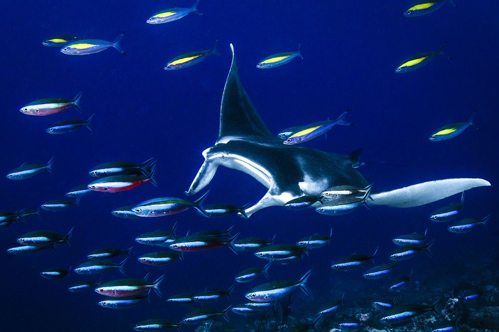 Фотография автора Paula Vianna