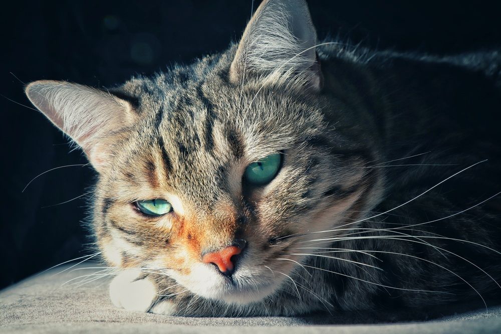 Photograph by Alexandr Tulinov