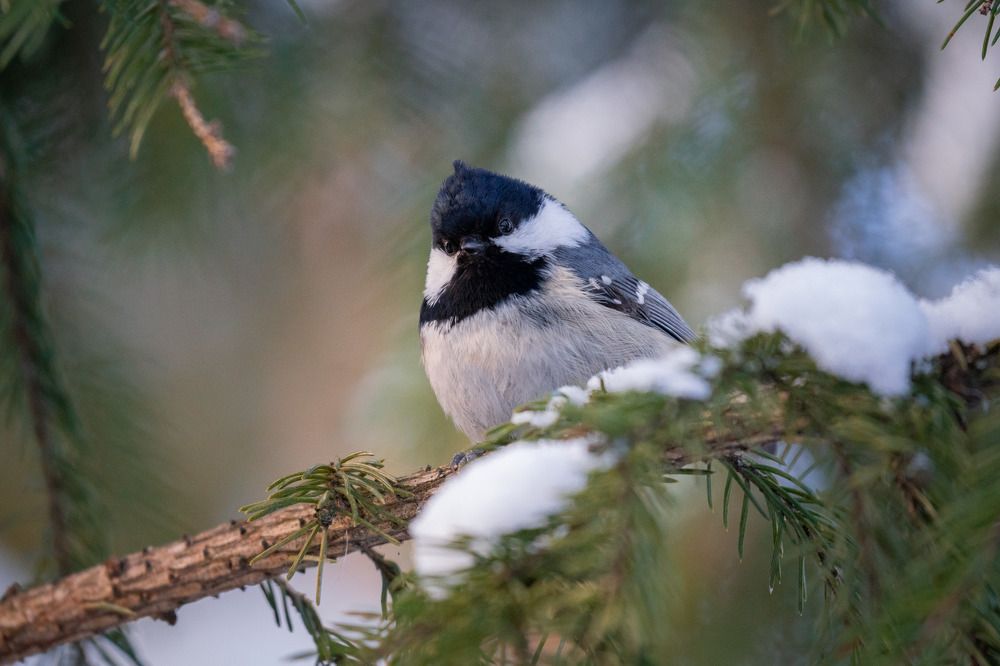 Photograph by Сергей Лебедев