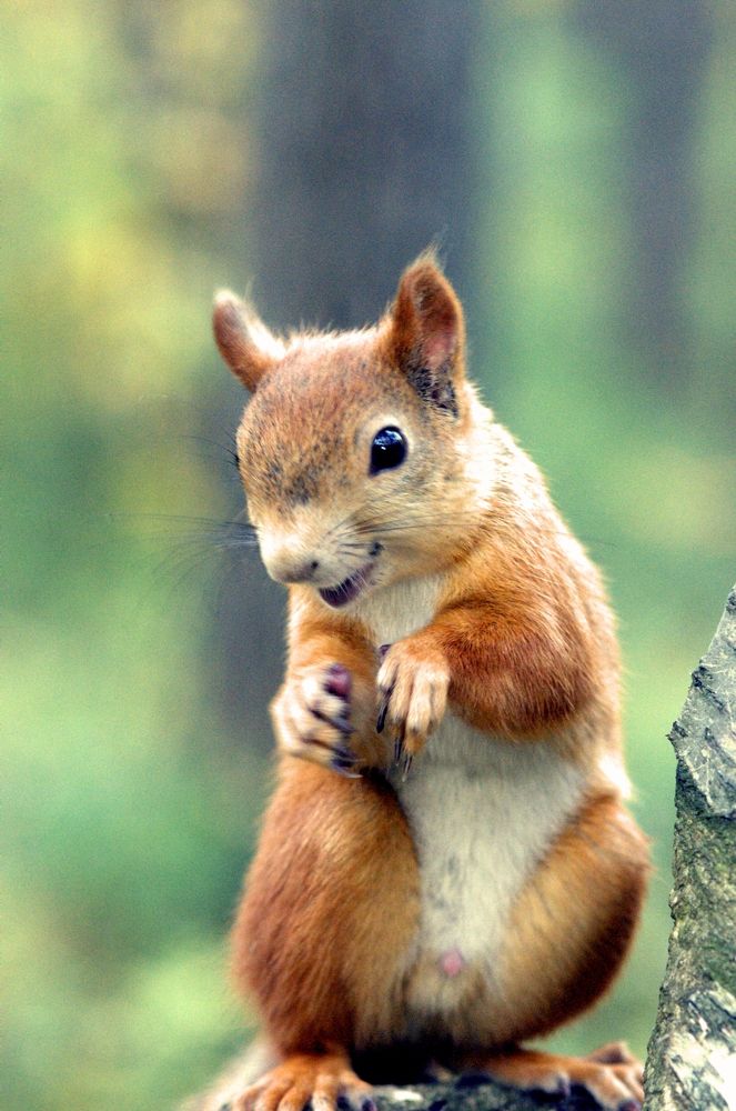 Весёлая белка