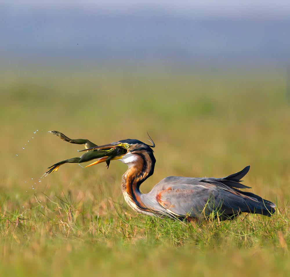 Photograph by Abhishek Manna