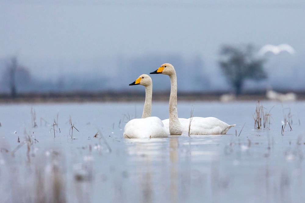 Photograph by Vida Shams