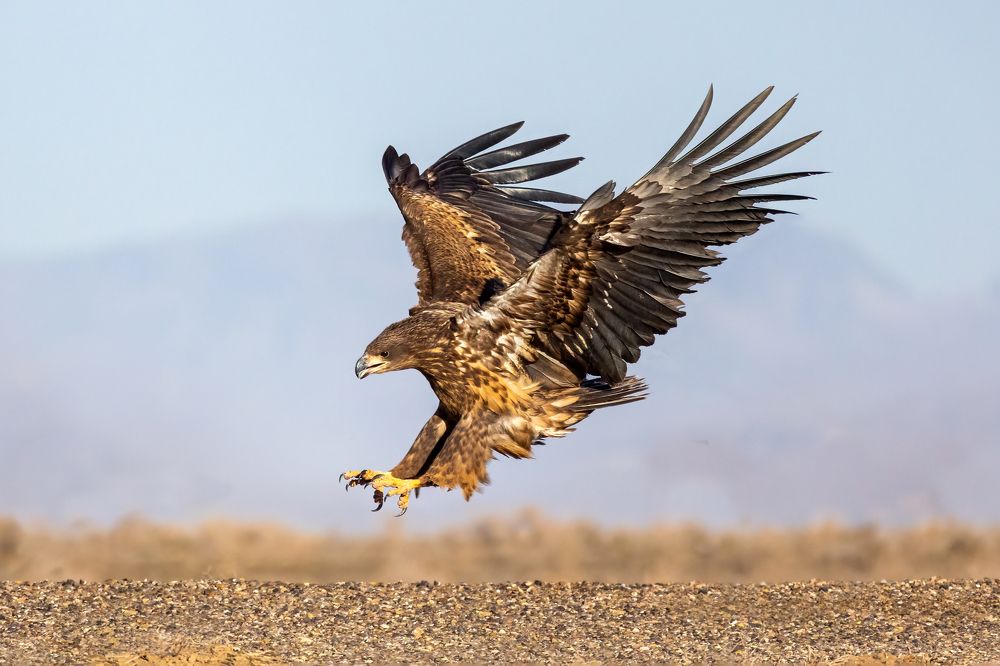 Photograph by Vida Shams