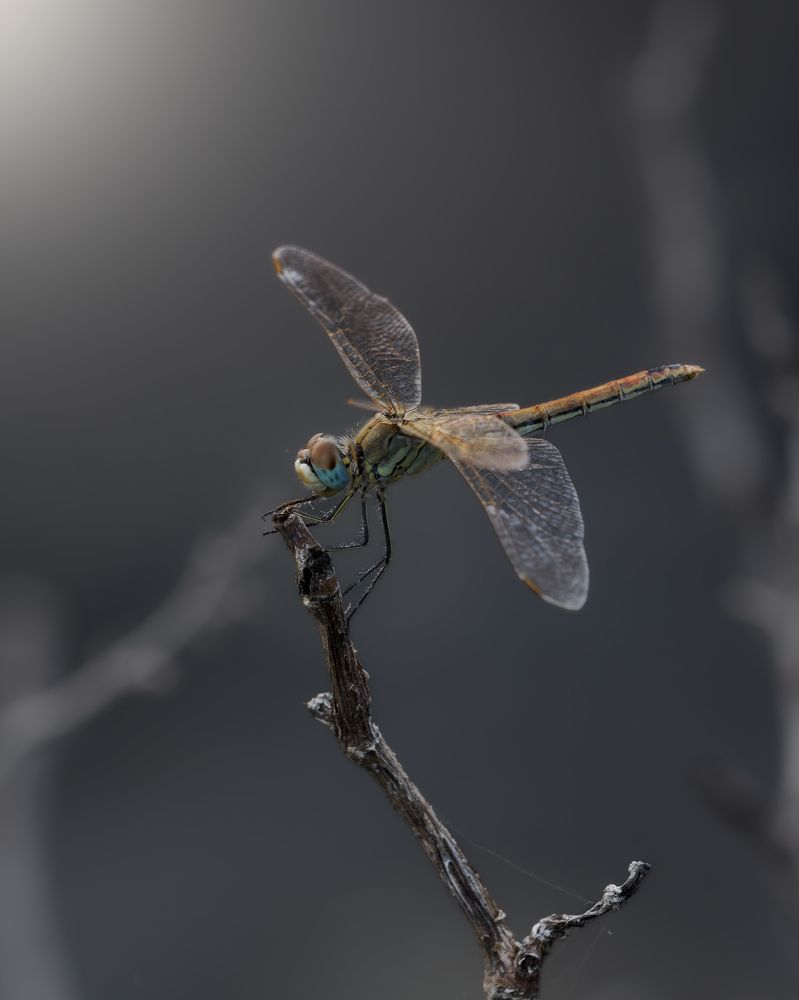 Photograph by Sergio Orellana