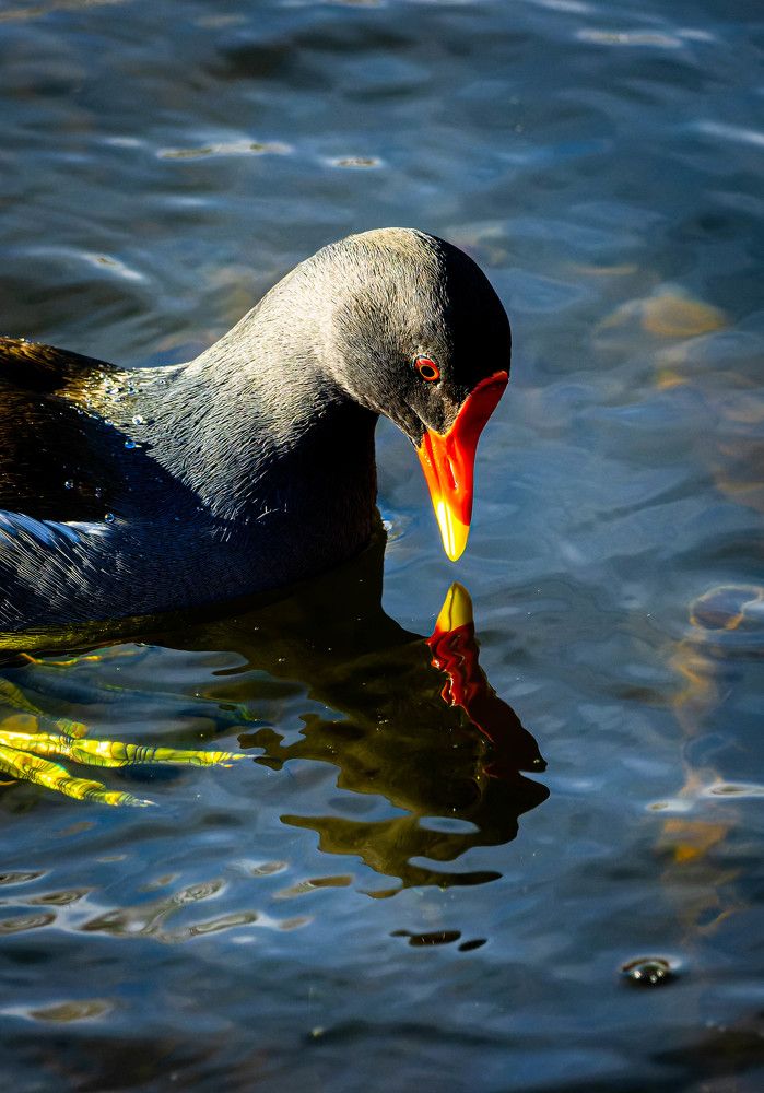 Photograph by Tamás Farkas