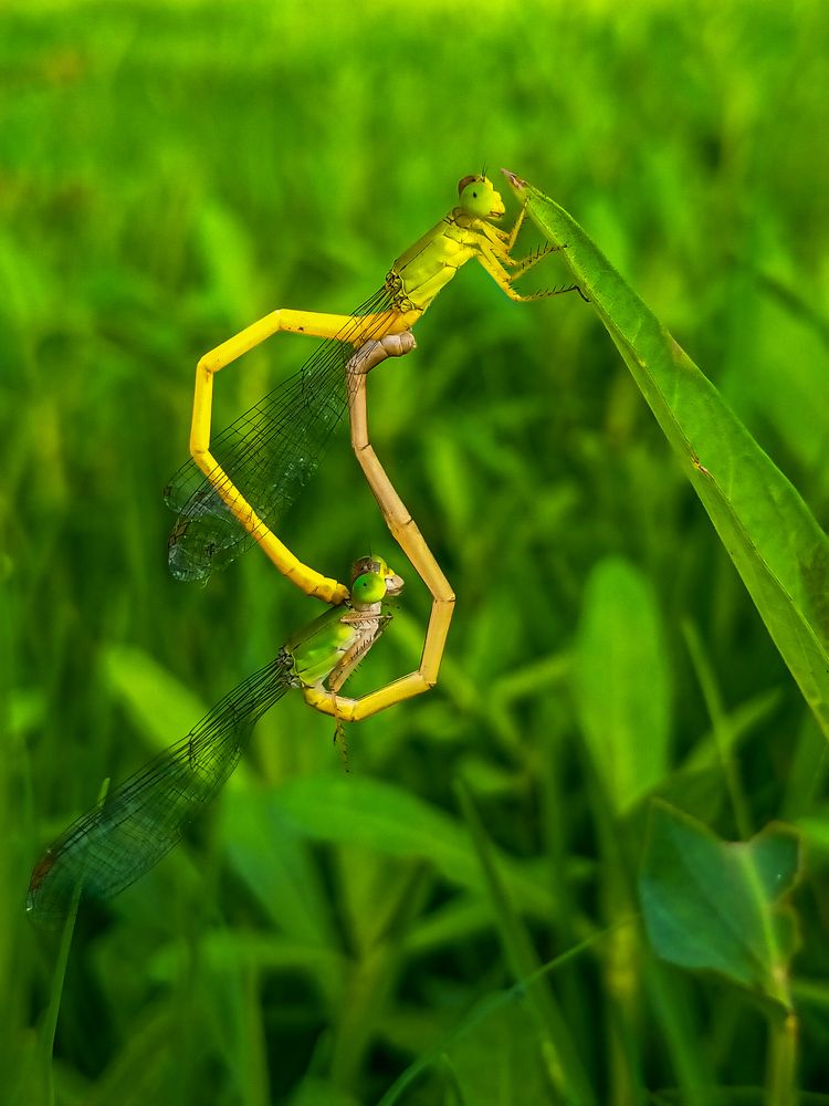 Photograph by Akash sasmal