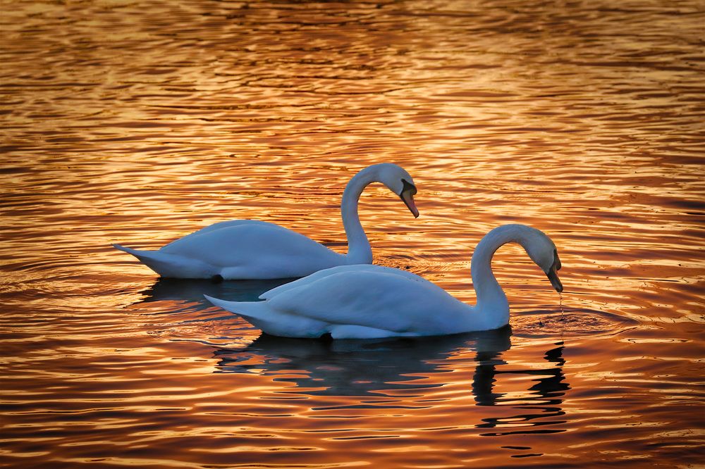 В золотых водах любви