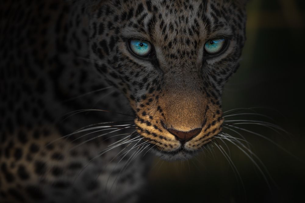 Photograph by Hiresha Senanayake