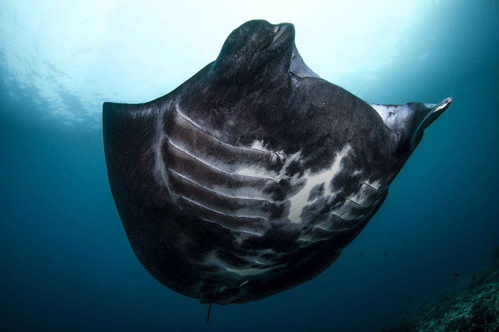 Фотография автора Paula Vianna